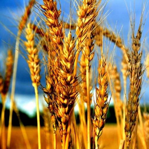Dieta bezglutenowa - moda czy konieczność?